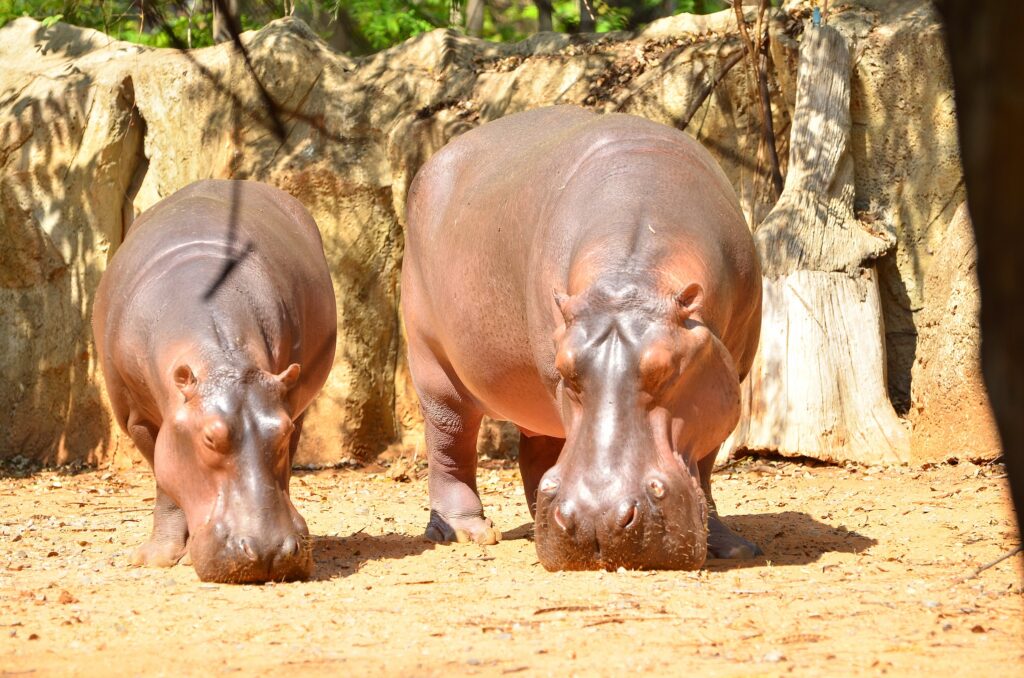 תמונה הממחישה Korat Zoo