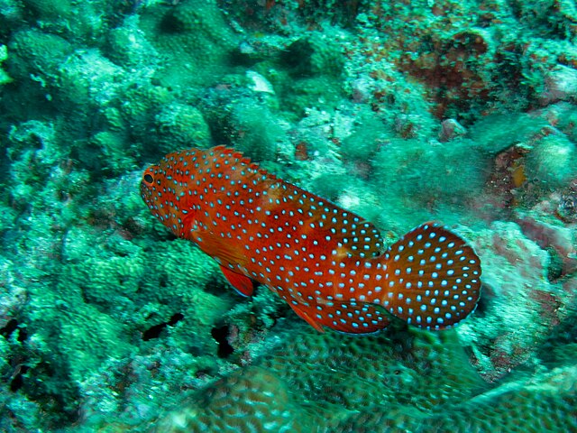 תמונה הממחישה Red Snapper